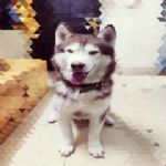 Bán chó Husky thuần chủng đẹp siêu phẩm